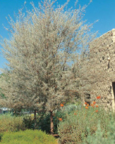 Drought Tolerant & Impossible to Kill! Rhus Lancea 60 African Sumac Tree Seeds