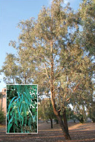 Eucalyptus micrtheca-1-6-06.tif