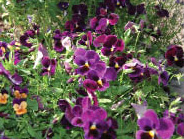 Viola cornuta.tif