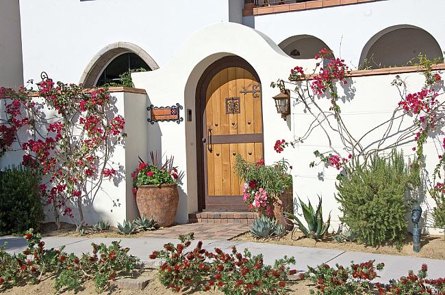 Climbing Bougainvillea